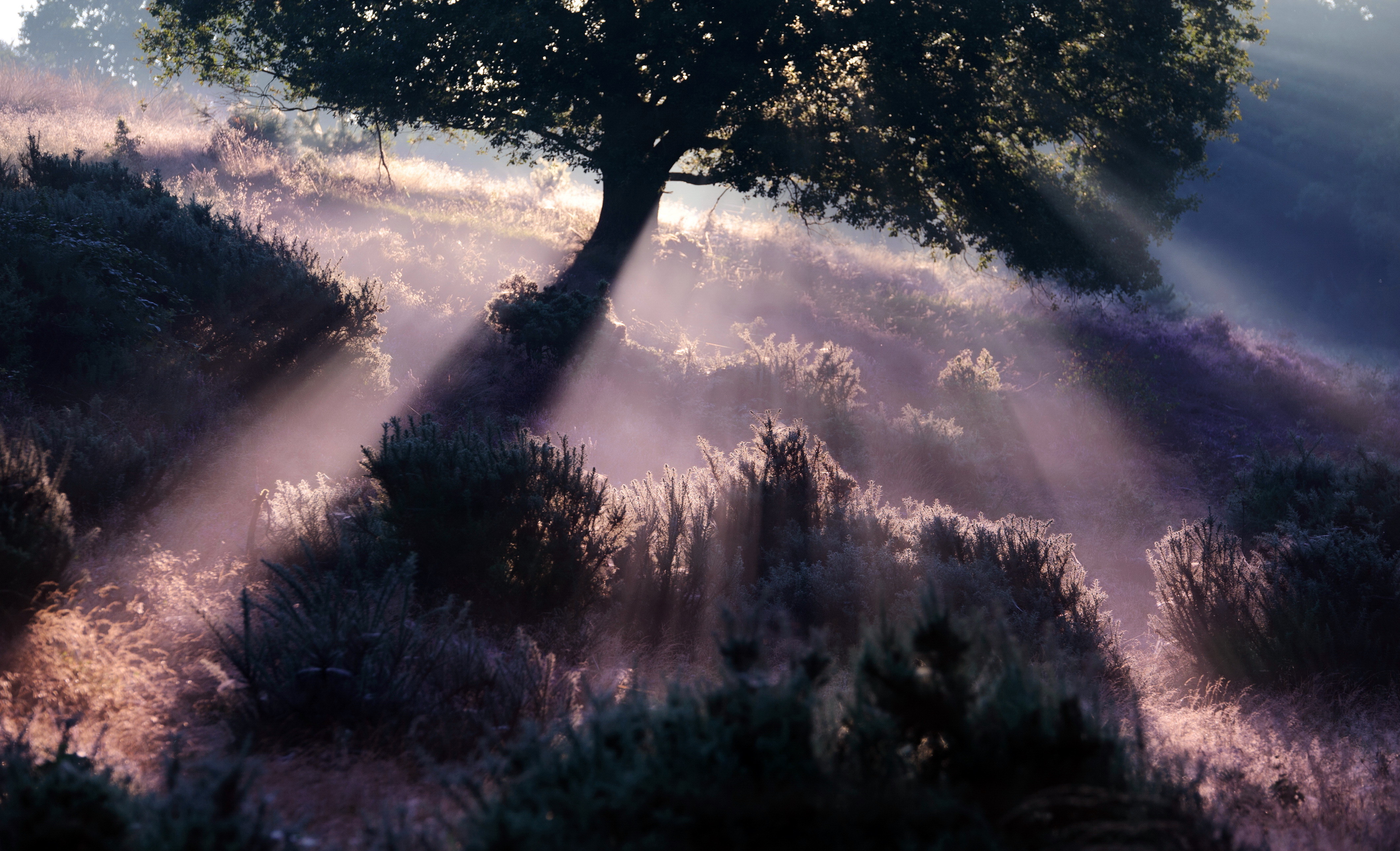 Nature Sunbeam HD Wallpaper | Background Image