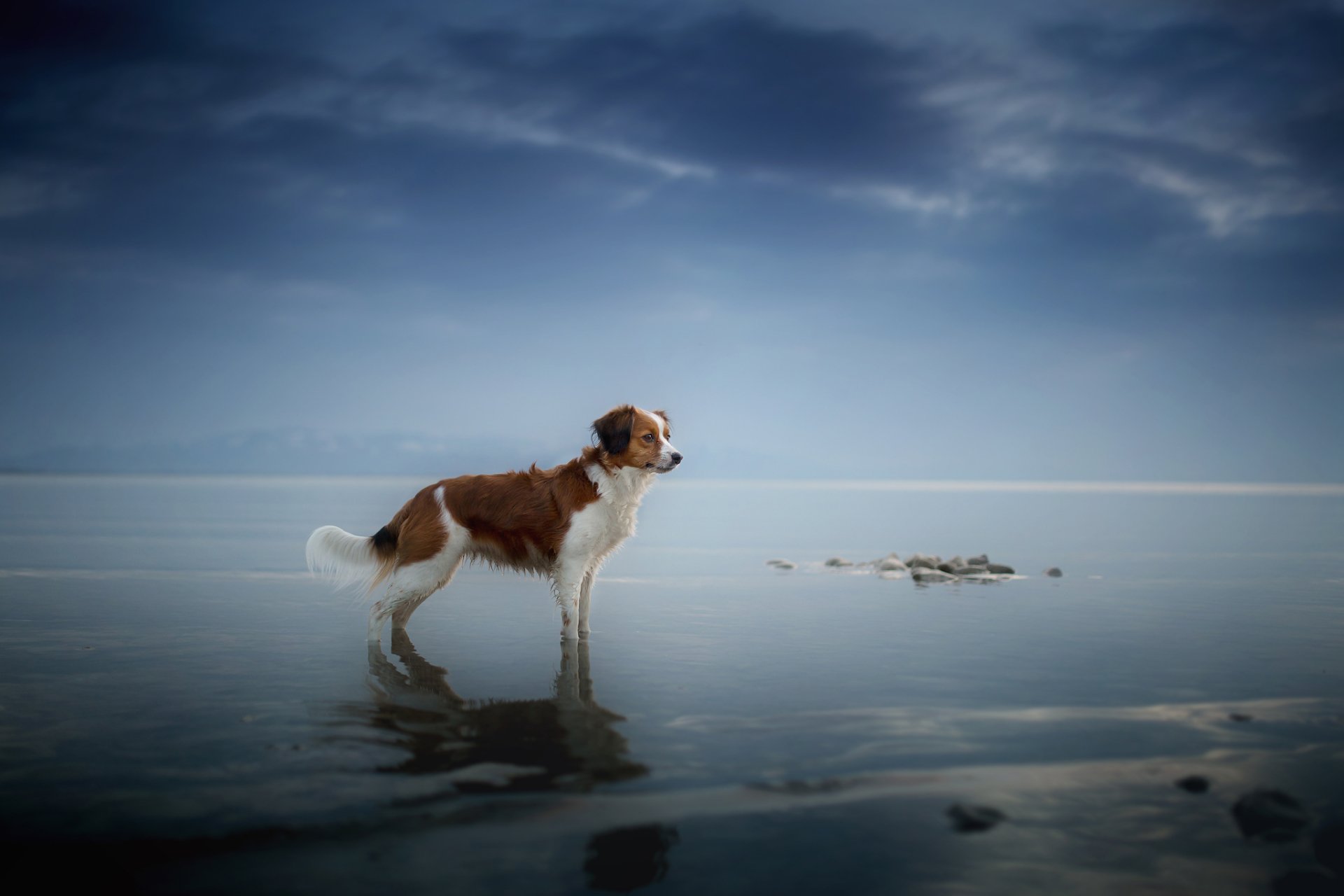HD PC desktop wallpaper of a spaniel dog standing on a mirrored shoreline at the horizon, calm water reflecting the dog and cloudy sky