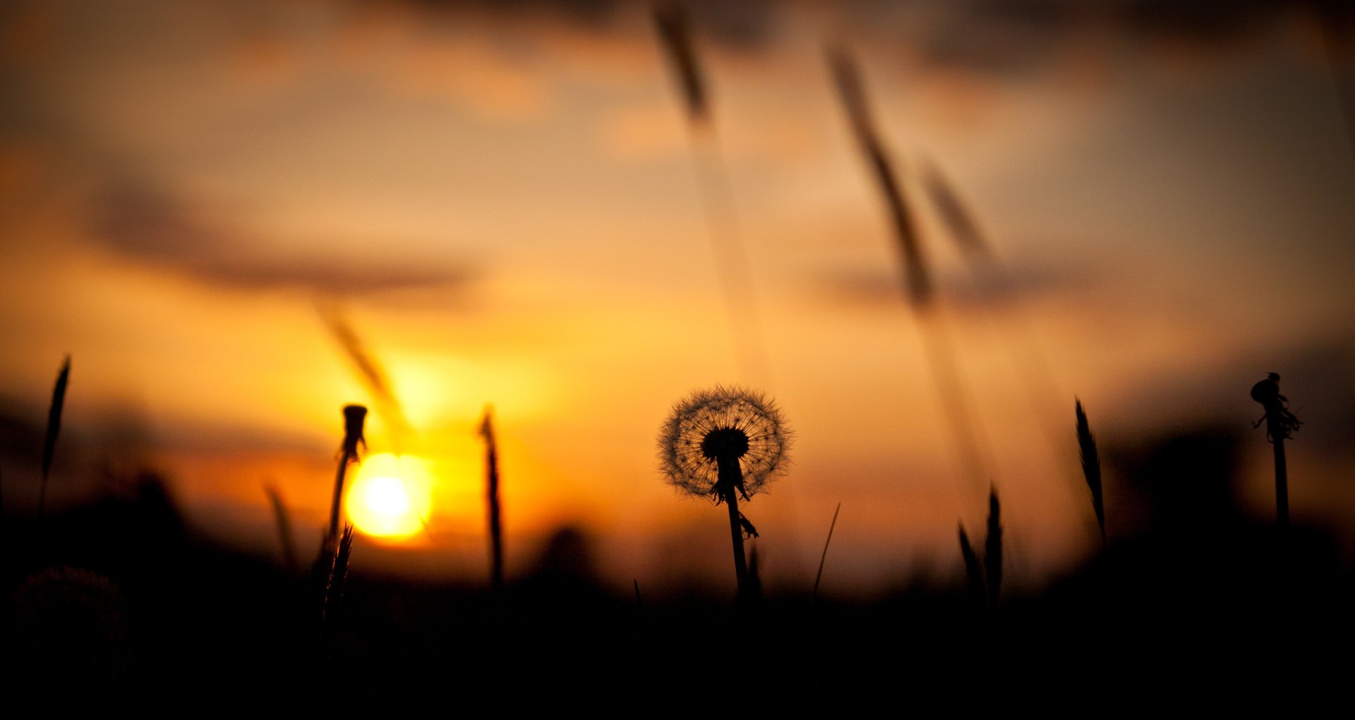 Download Nature Dandelion Silhouette Sun Sunset HD Wallpaper ...