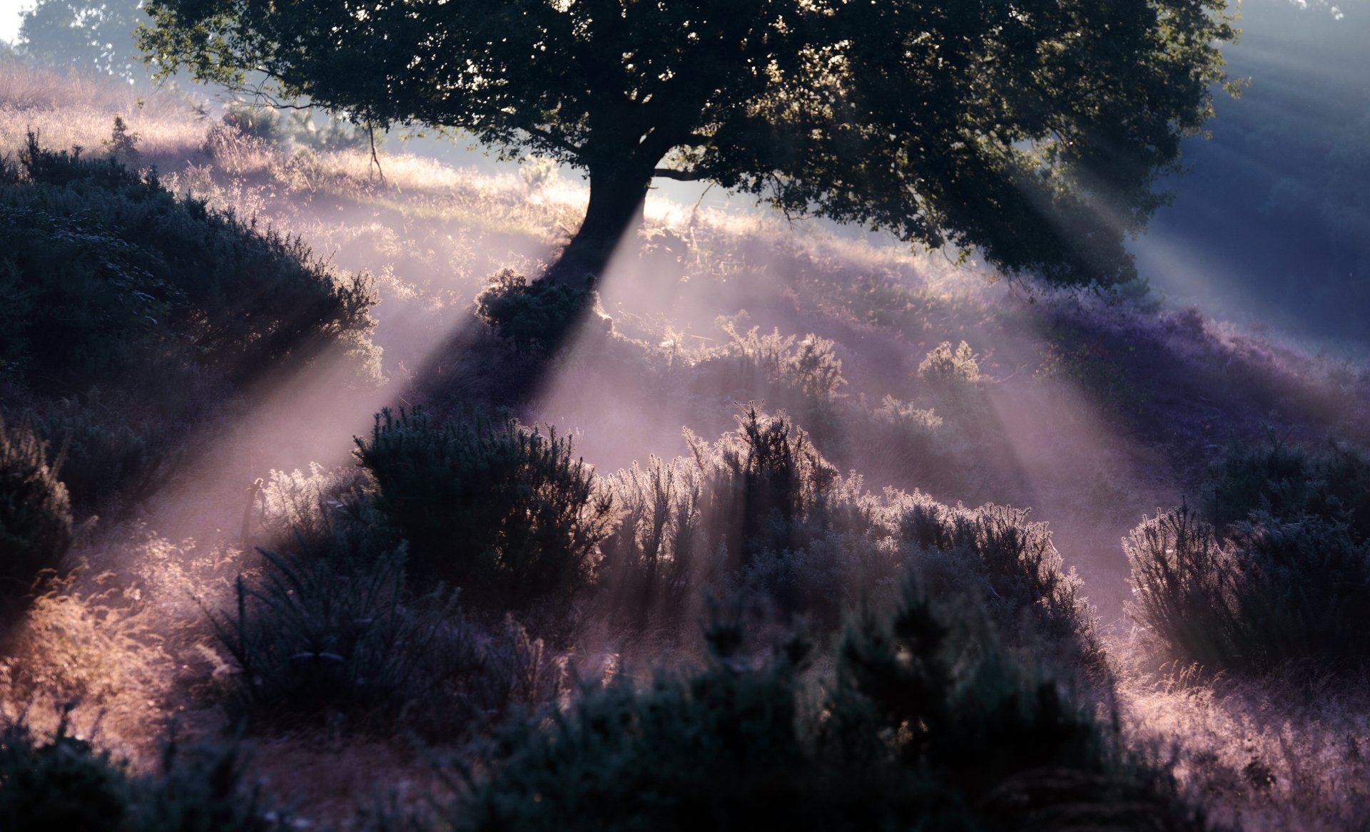 4K Ultra HD desktop wallpaper showing sunbeams streaming through tree branches over dense bushes in a serene natural landscape.