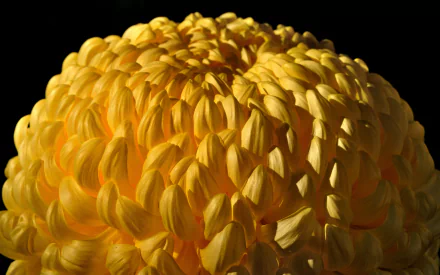 yellow flower nature flower HD Desktop Wallpaper | Background Image