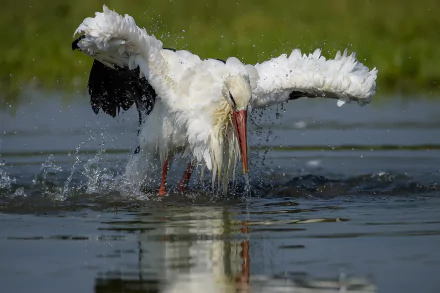 A white stork spreads its wings while standing in water, captured in high definition as a dynamic animal scene for a PC desktop wallpaper.