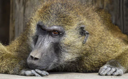 Animal baboon HD Desktop Wallpaper | Background Image