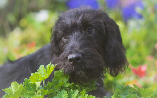 muzzle Animal dog HD Desktop Wallpaper | Background Image