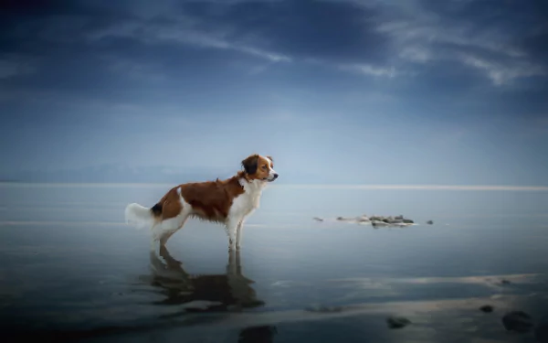 HD PC desktop wallpaper of a spaniel dog standing on a mirrored shoreline at the horizon, calm water reflecting the dog and cloudy sky