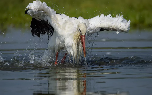 A white stork spreads its wings while standing in water, captured in high definition as a dynamic animal scene for a PC desktop wallpaper.