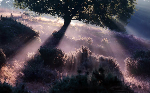 4K Ultra HD desktop wallpaper showing sunbeams streaming through tree branches over dense bushes in a serene natural landscape.