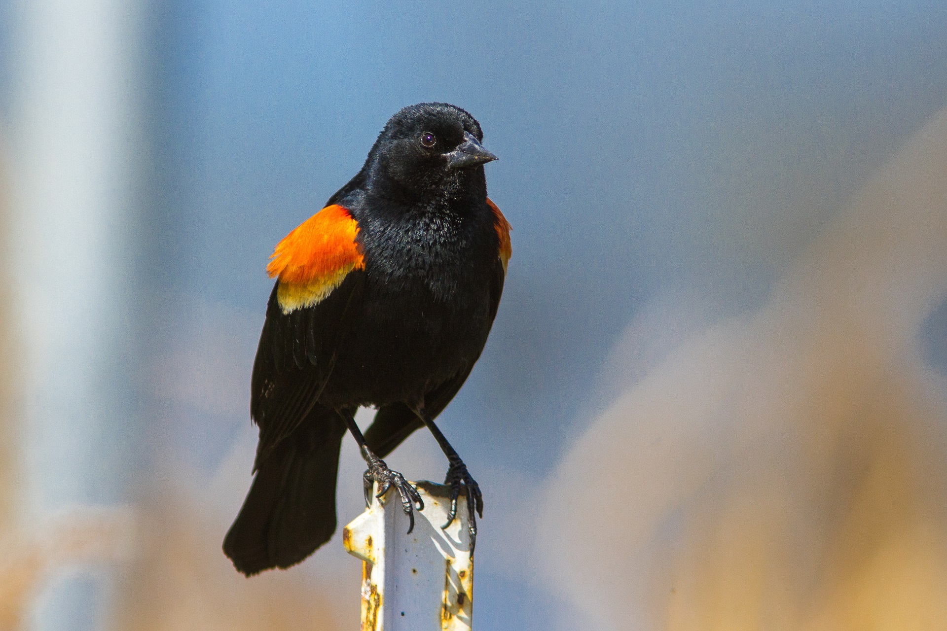 Animal Red-winged blackbird HD Wallpaper | Background Image