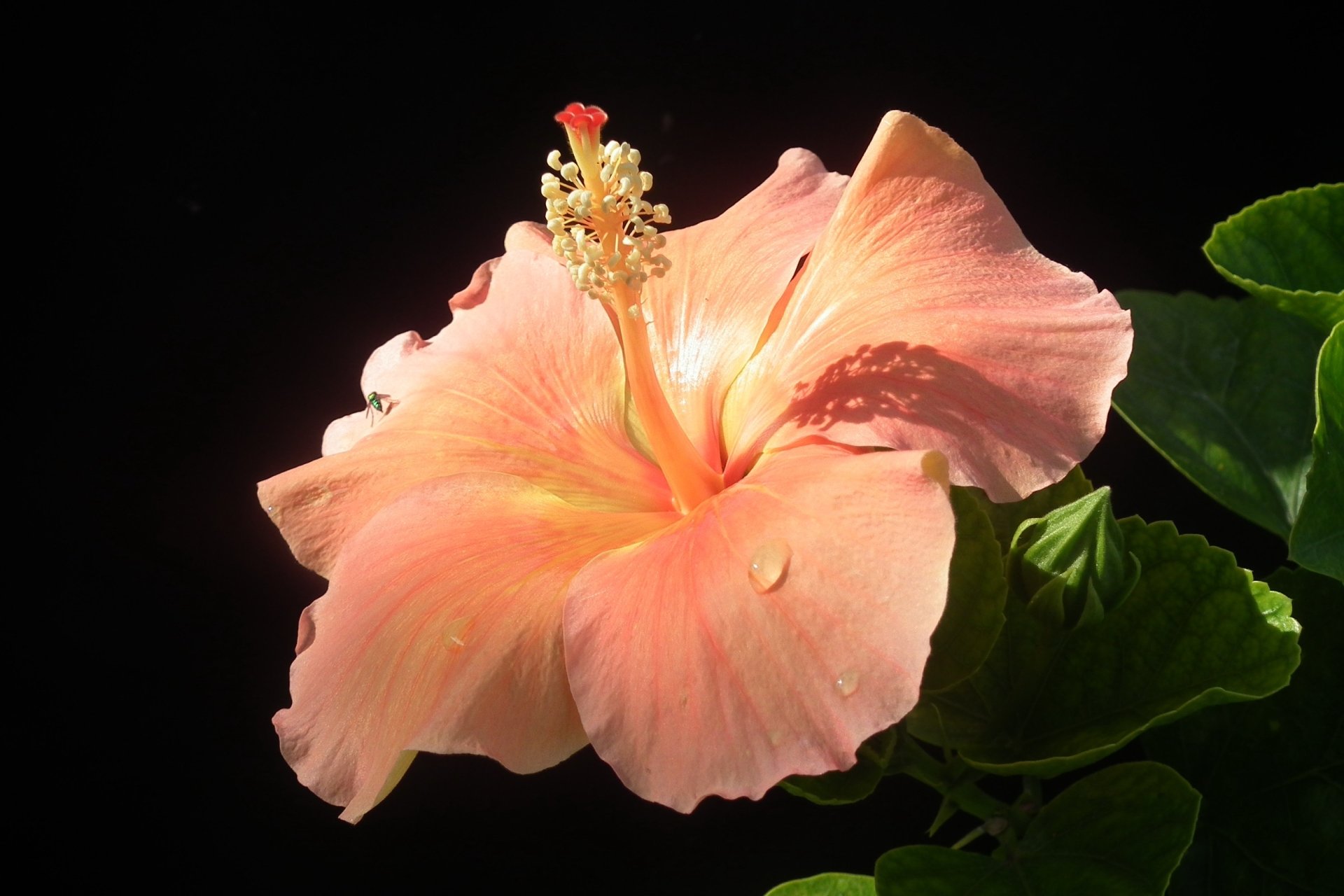 Download Pink Flower Close-up Flower Nature Hibiscus HD Wallpaper