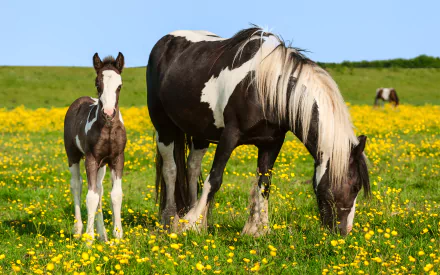 A 4K Ultra HD wallpaper of a black and white pony and its foal standing in a grassy field dotted with yellow flowers under a clear blue sky.