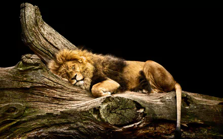  Sleeping Lion
