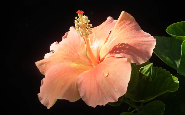 Close-up of a pink hibiscus flower with water droplets, set against a dark background. Vibrant nature details captured in high definition for PC desktop wallpaper.