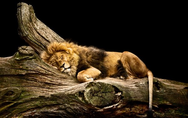 Animal Lion Cats Sleeping Log HD Wallpaper | Background Image