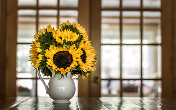 yellow flower pitcher sunflower photography still life HD Desktop Wallpaper | Background Image