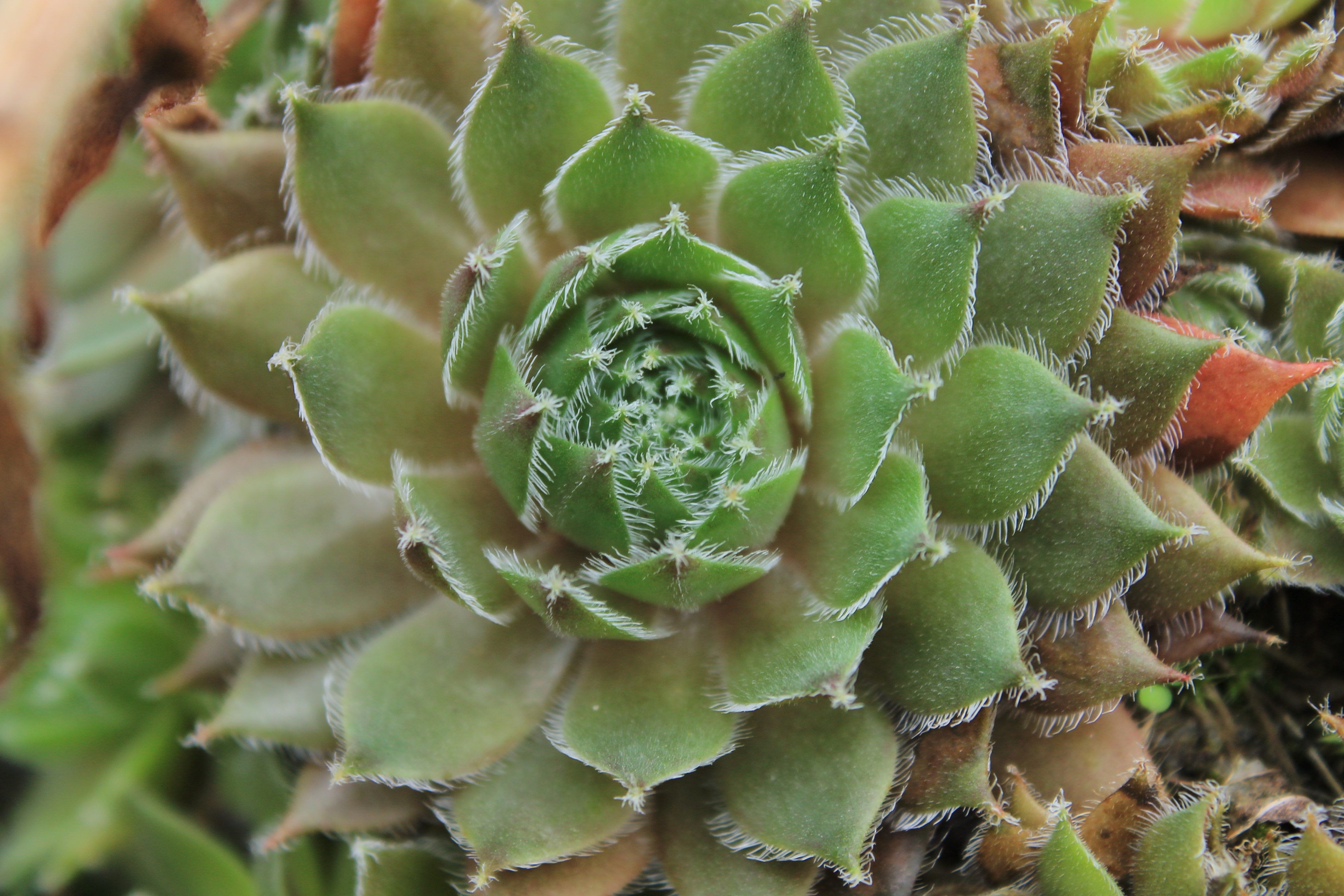 Nature Cactus HD Wallpaper | Background Image