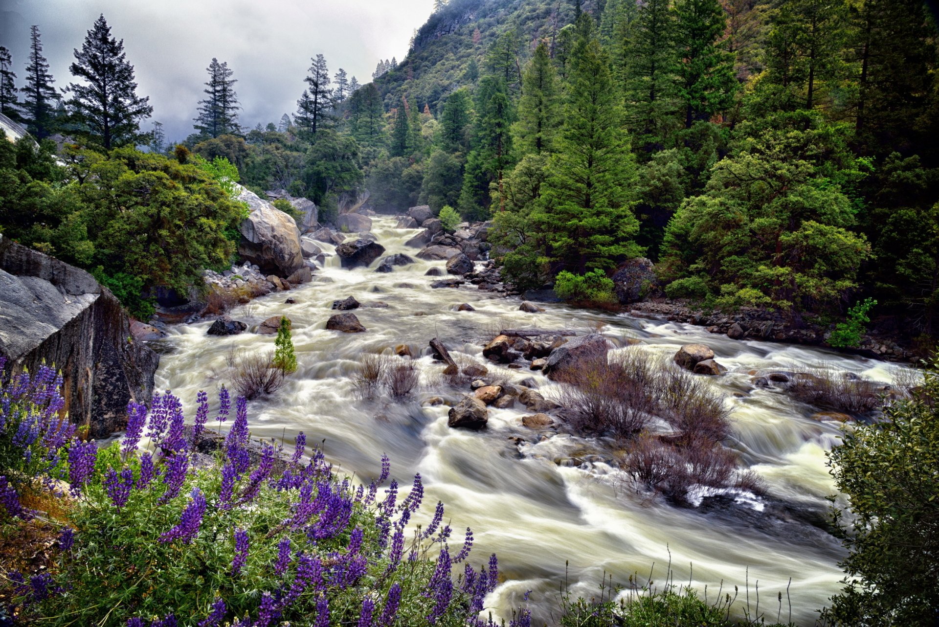 2K Quad HD PC desktop wallpaper and background: rushing river through a lush forest of tall trees and rocks, purple wildflowers in the foreground.