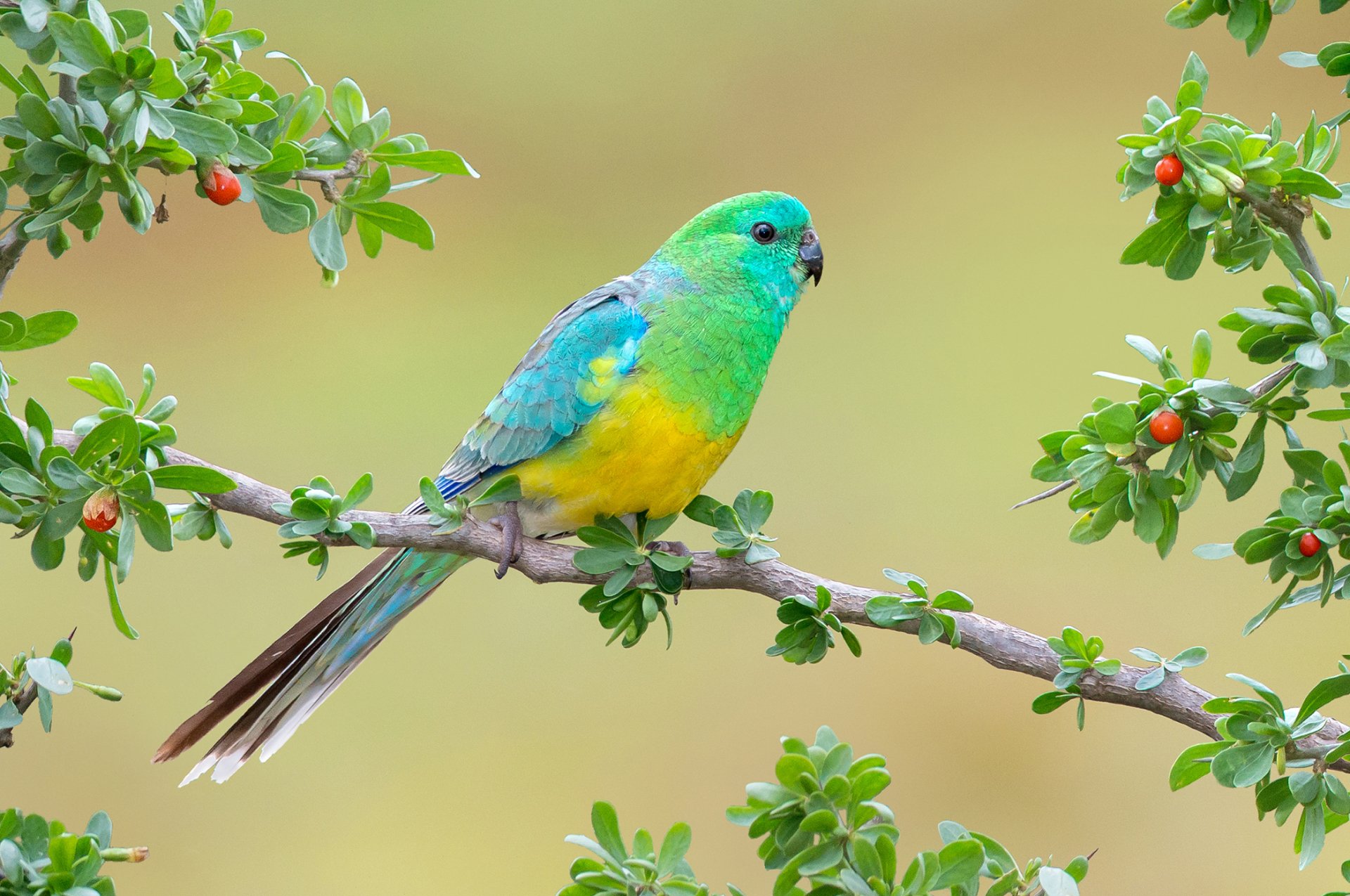 Red-rumped Parrot HD Wallpapers and Backgrounds