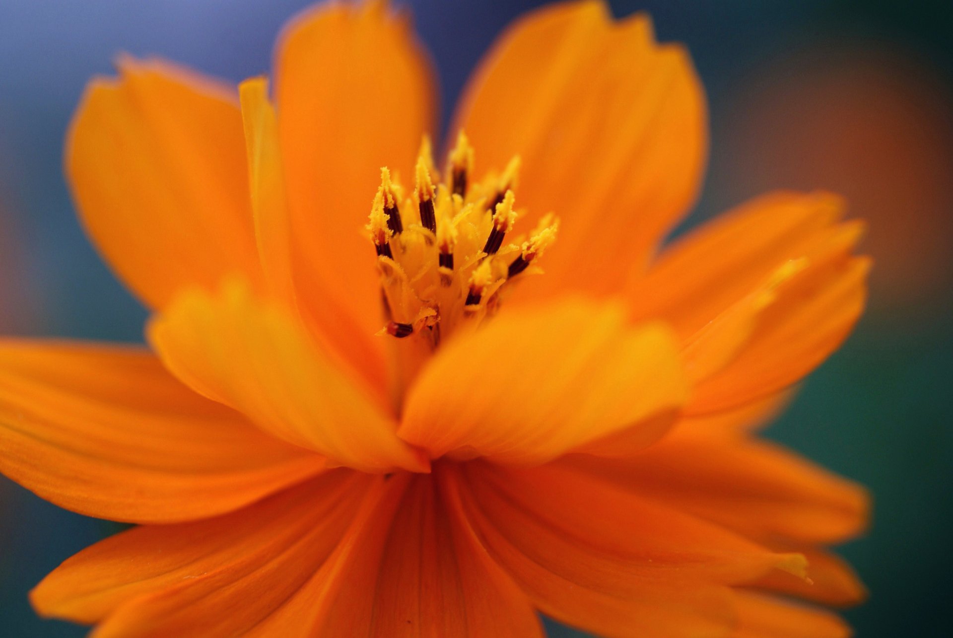 Macro close-up of an Orange Lantern Cosmos flower in vivid nature tones, bright orange petals and detailed stamen — HD PC desktop wallpaper background