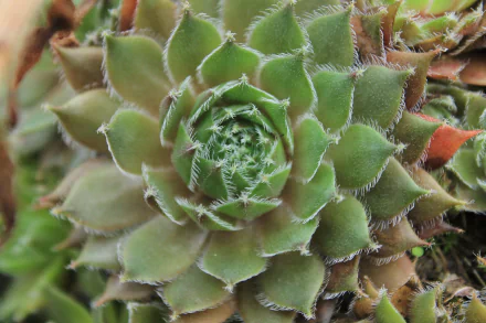 Close-up nature view of a rosette-shaped green cactus with fine hairs, presented as a 4K Ultra HD PC desktop wallpaper background.
