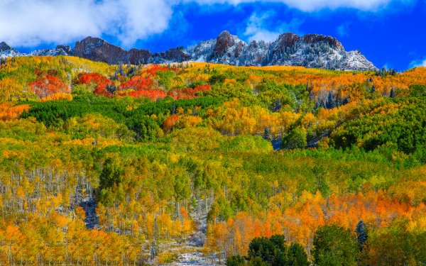 Earth Forest Fall Colorado Mountain Tree Landscape HD Wallpaper | Background Image