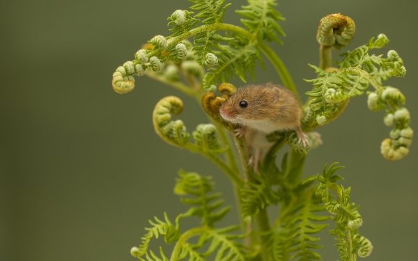 Animal Mouse Fern Close-Up Harvest Mouse HD Wallpaper | Background Image