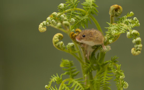 Close-up of a harvest mouse clinging to curled fern fronds; soft green bokeh, HD PC desktop wallpaper background.