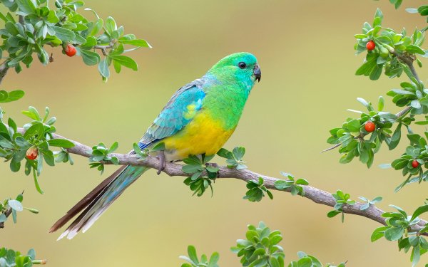 Animal Red-rumped Parrot Birds Parrots Parrot Branch HD Wallpaper | Background Image