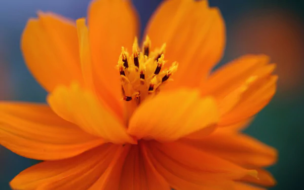 Macro close-up of an Orange Lantern Cosmos flower in vivid nature tones, bright orange petals and detailed stamen — HD PC desktop wallpaper background