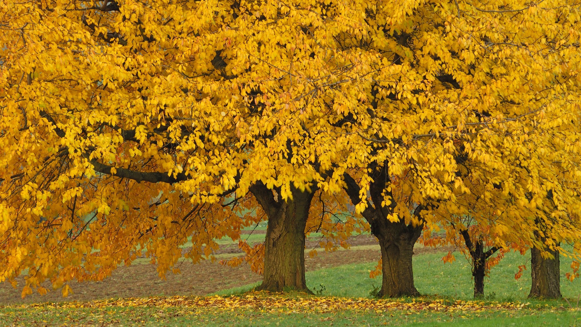 Листья на деревьях пожелтели
