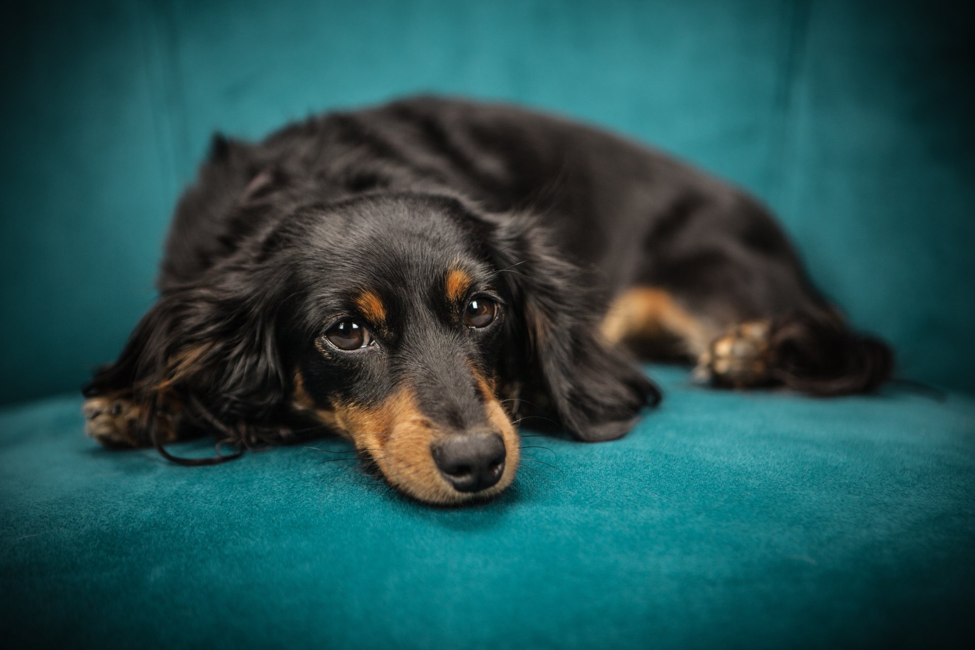 A close-up 4K Ultra HD PC desktop wallpaper featuring a black and tan dachshund dog lying on a teal surface.