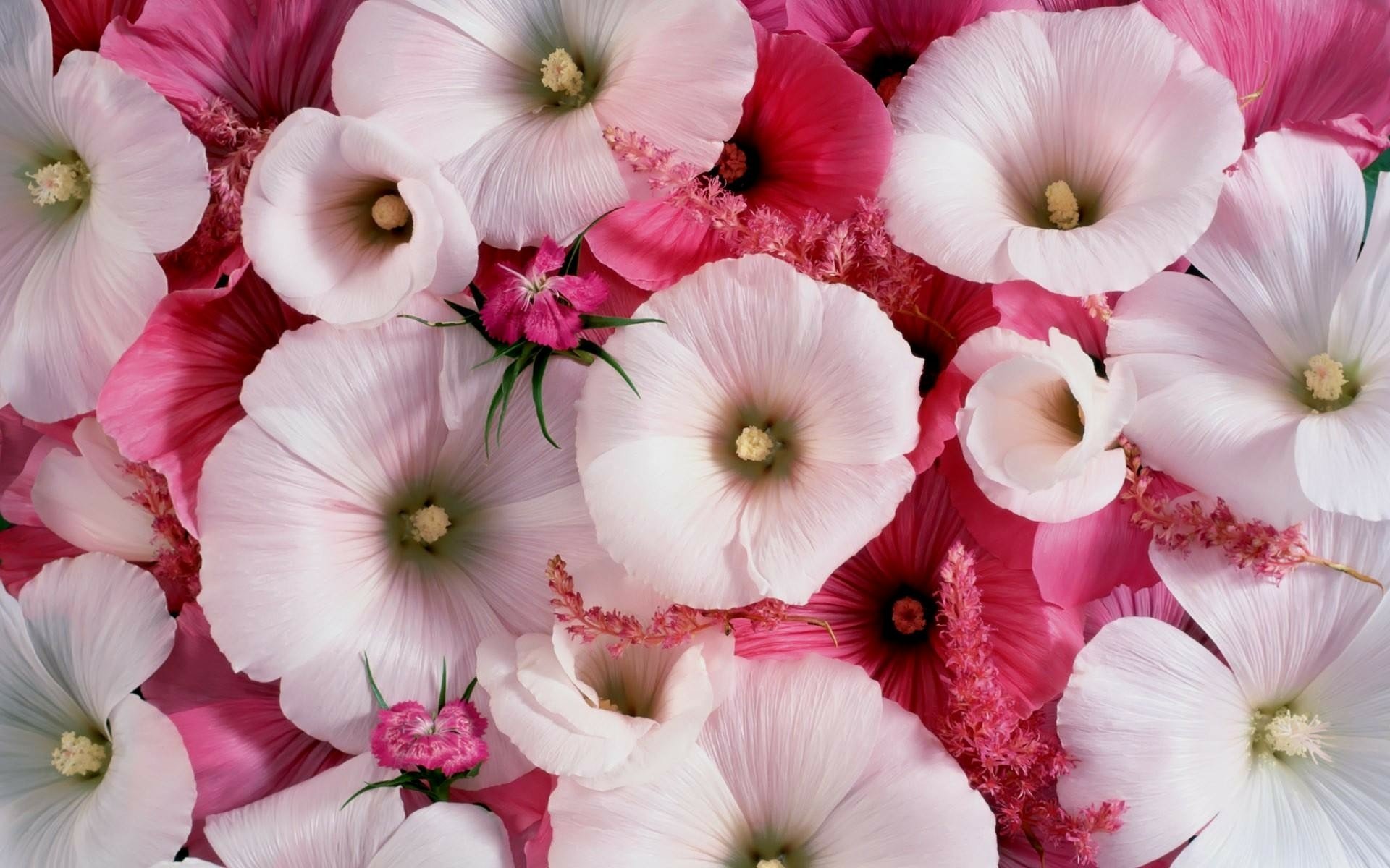 A vibrant collection of pink and white hollyhocks fills the image, showcasing the beauty of nature through delicate flower petals, creating a stunning HD desktop wallpaper.