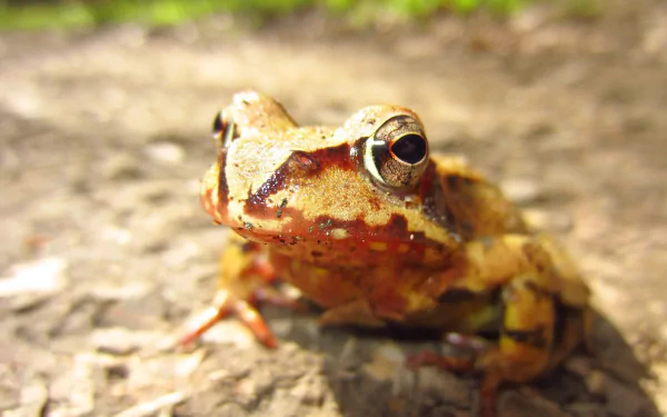 Animal toad HD Desktop Wallpaper | Background Image