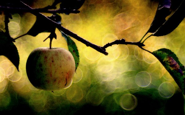 Food Apple Fruits Bokeh HD Wallpaper | Background Image
