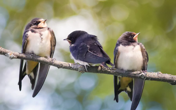 Three swallows perched on a branch with a soft bokeh background, creating a vibrant HD desktop wallpaper featuring animals in nature.