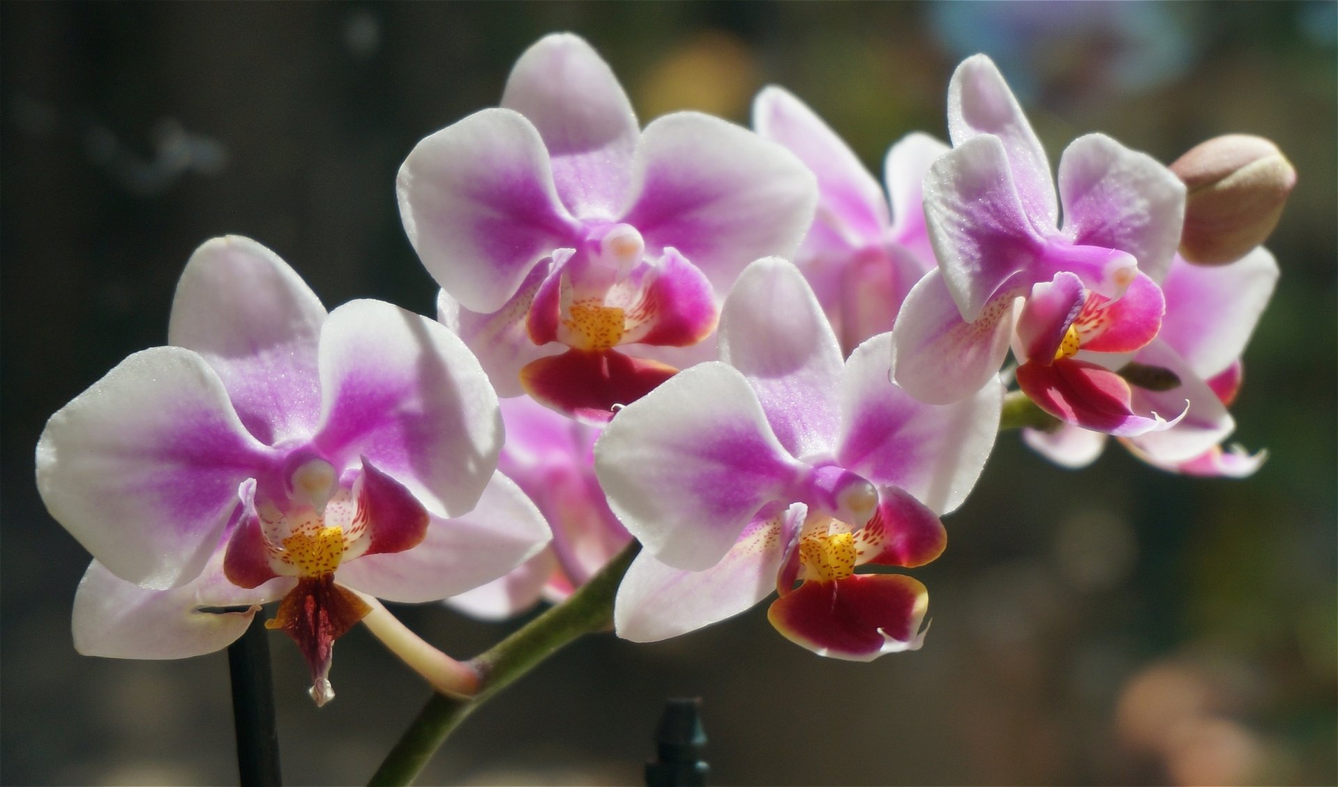 Orchid Elegance: Stunning Nature HD Flower Wallpaper by leoleobobeo ...