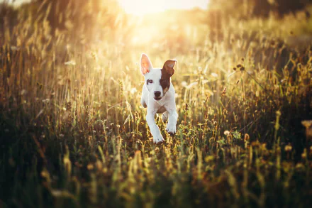grass sunny Animal dog HD Desktop Wallpaper | Background Image