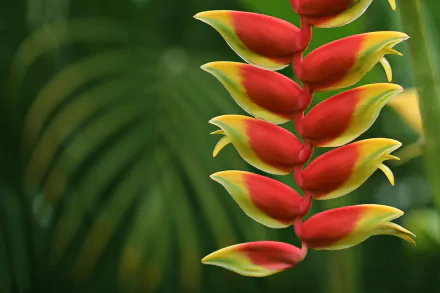Vibrant red-and-yellow heliconia flower in close-up against blurred tropical foliage — HD PC desktop wallpaper and nature background.
