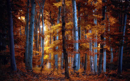 Autumn birch trees stand tall in a vibrant forest, showcasing rich orange and yellow hues as sunlight filters through the leaves. An inviting nature scene for fall enthusiasts.