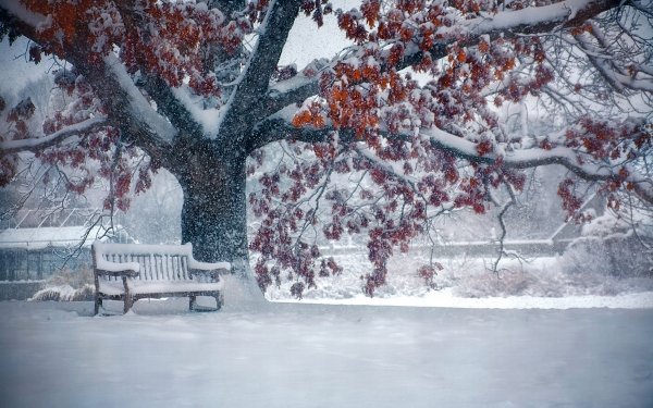 Photography Winter Earth Bench Park Tree Snow Snowfall HD Wallpaper | Background Image