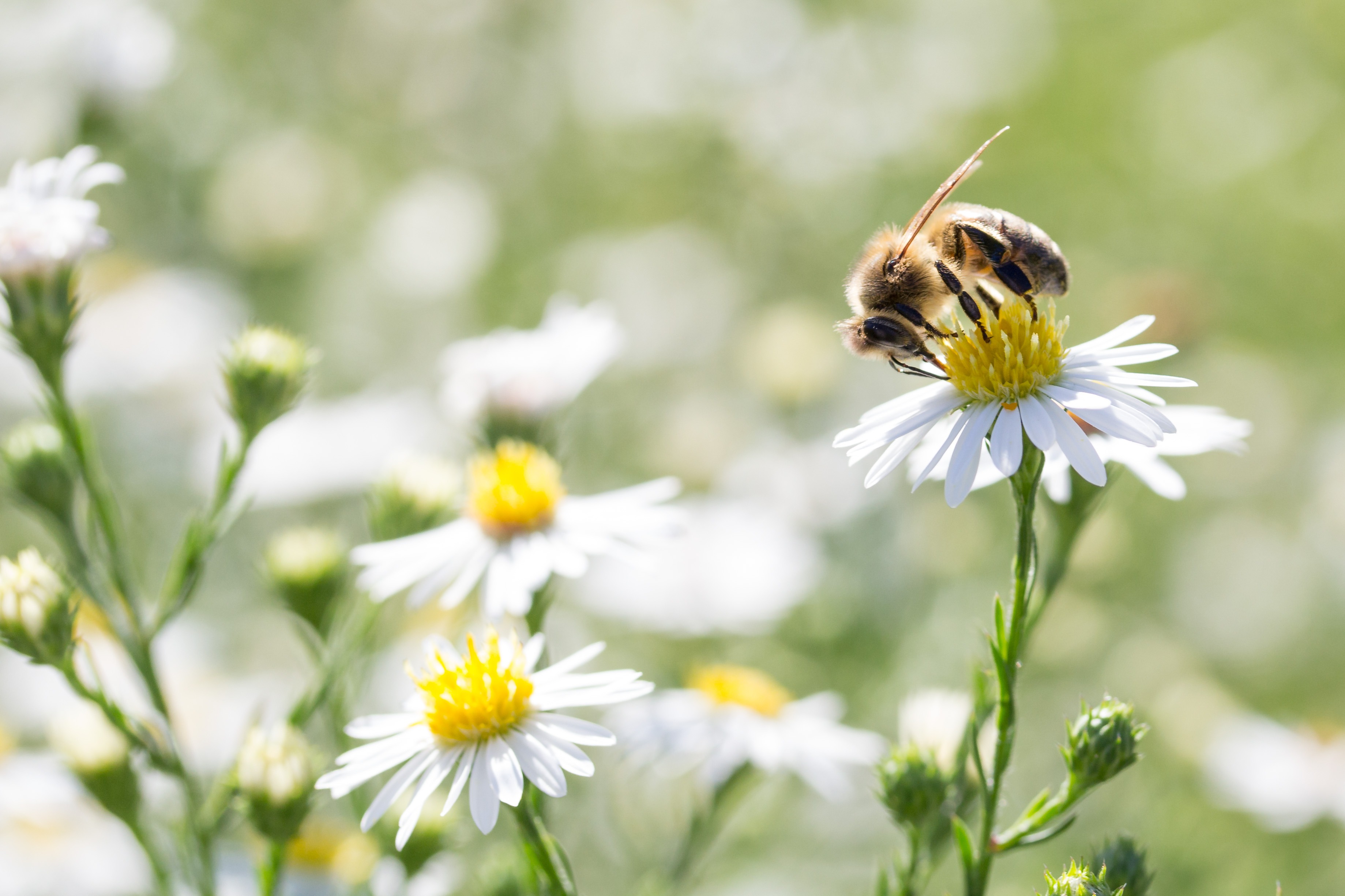 Animal Bee HD Wallpaper | Background Image