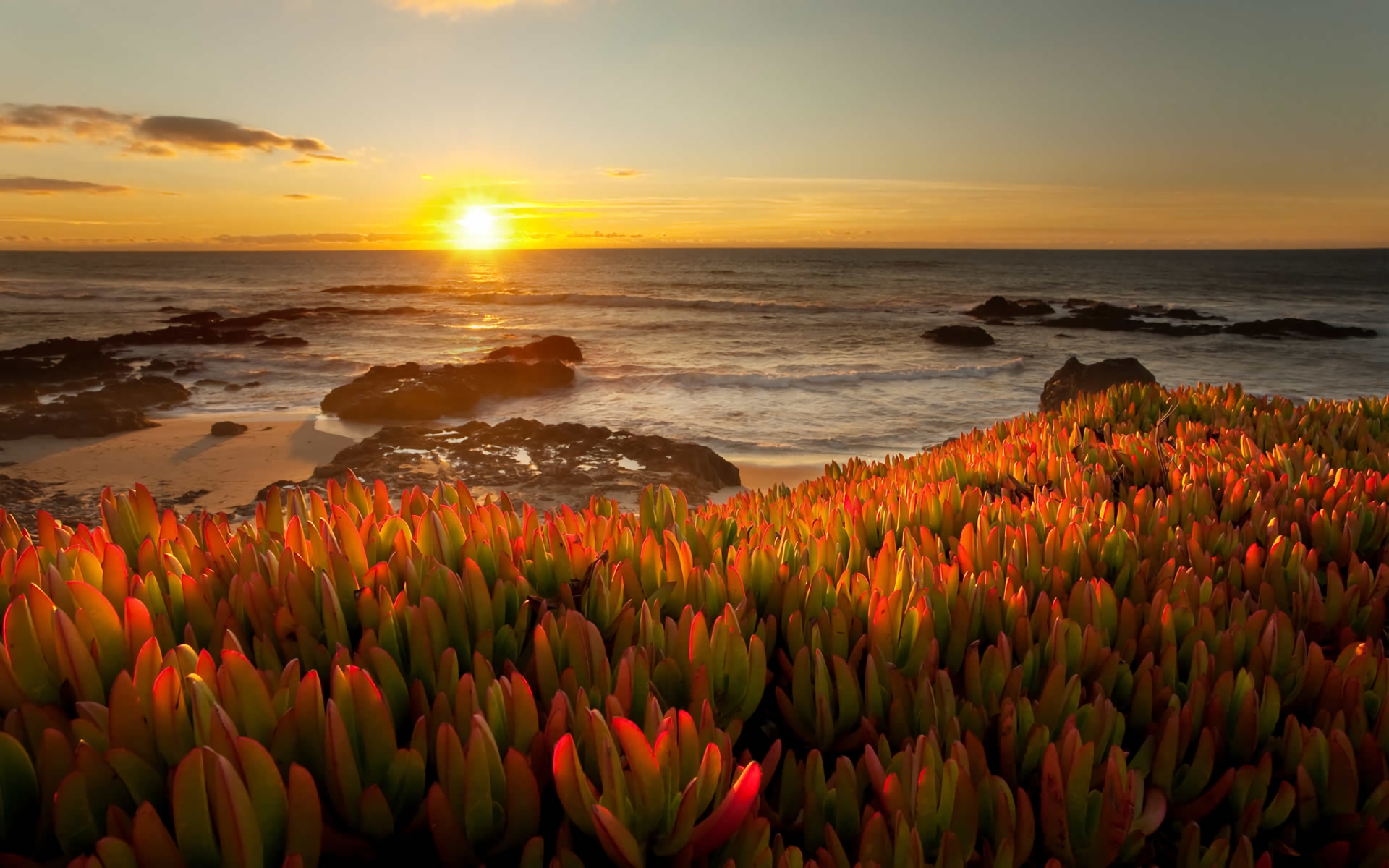 Download Horizon Plant Sea Ocean Nature Sunset HD Wallpaper