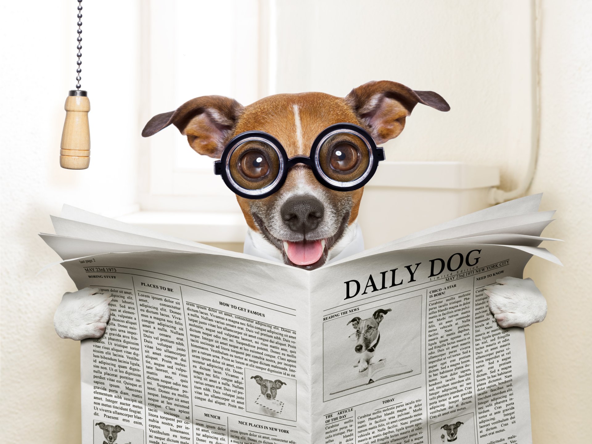 Download Newspaper Toilet Funny Dog 4k Ultra HD Wallpaper