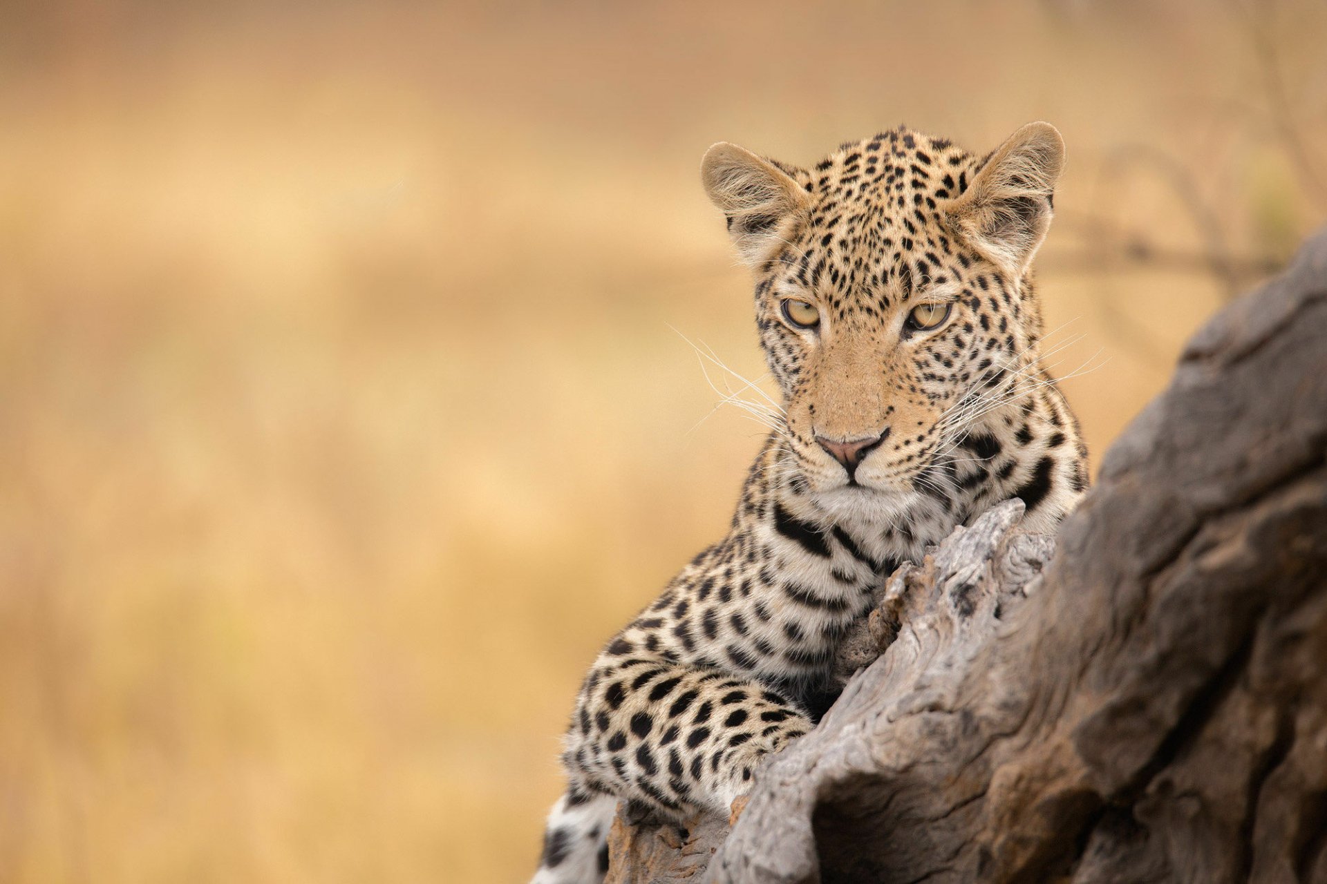 HD desktop wallpaper featuring a close-up of a leopard resting on a tree branch against a blurred natural background.