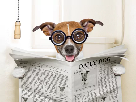  Reading a newspapaper on the loo