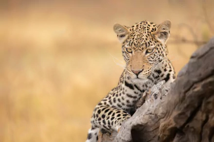 HD desktop wallpaper featuring a close-up of a leopard resting on a tree branch against a blurred natural background.