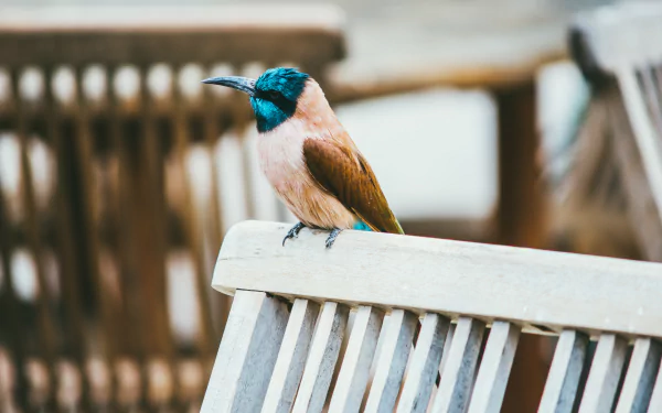 Northern Carmine Bee-eater Animal bee-eater HD Desktop Wallpaper | Background Image