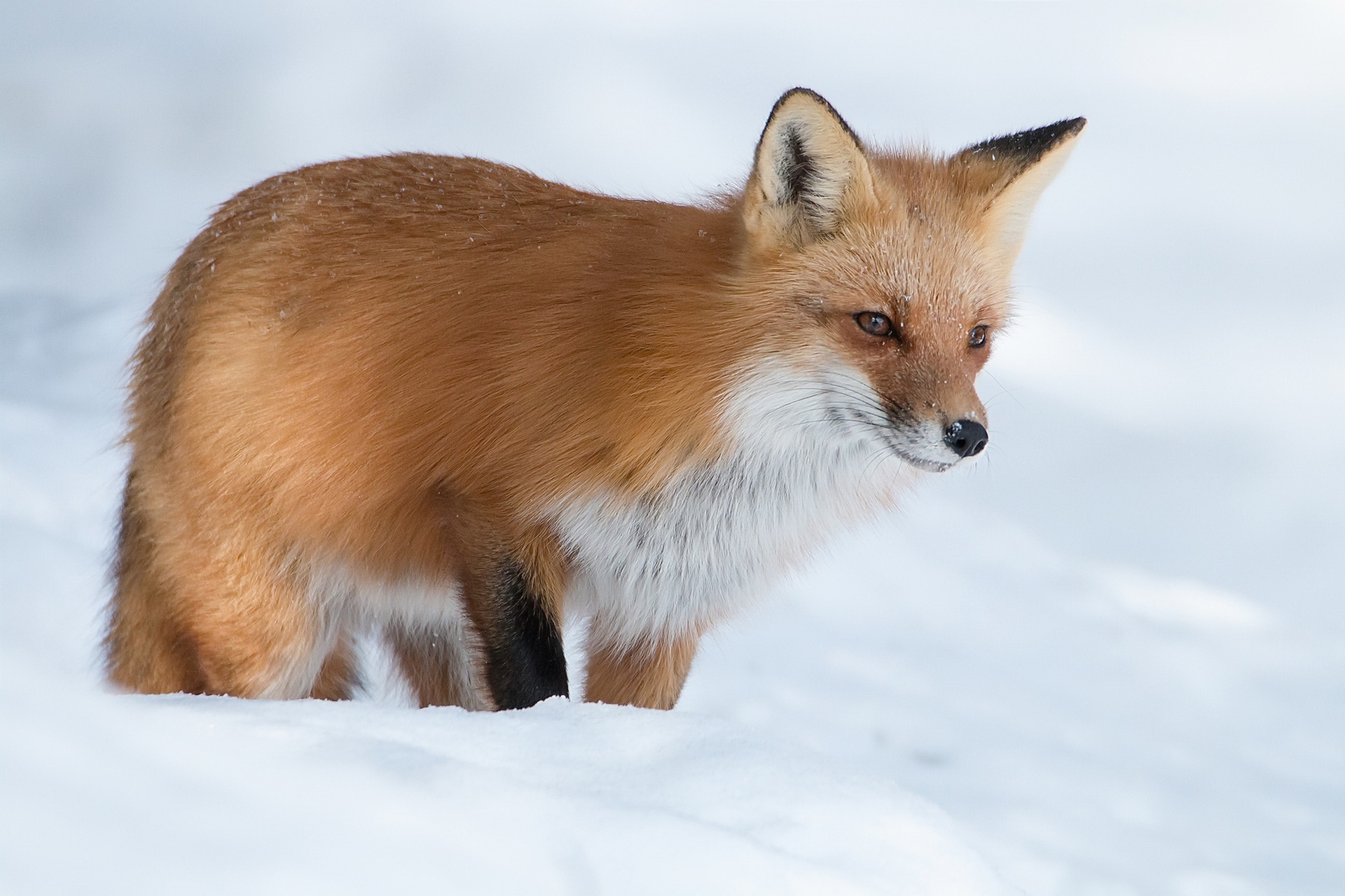 Download Snow Animal Fox HD Wallpaper