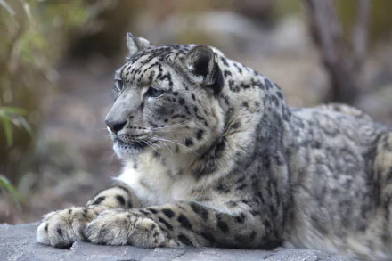 A striking snow leopard rests gracefully on a rocky surface, showcasing its beautiful fur and captivating gaze, designed as a 4K Ultra HD PC desktop wallpaper and background.