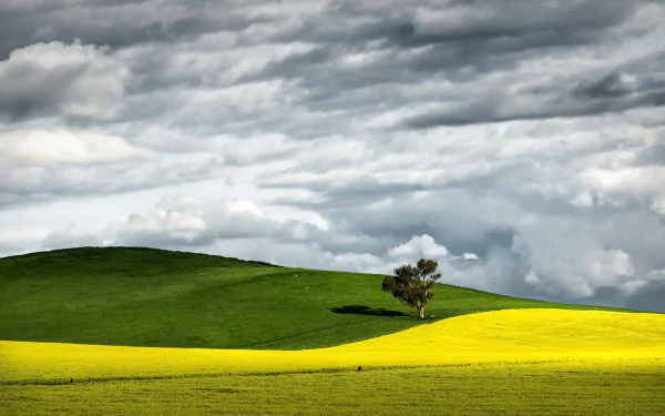 HD PC desktop wallpaper: canola yellow flowers across a bright field and rolling green hill beneath a dramatic cloudy sky, a lonely tree on the ridge — serene nature landscape background.