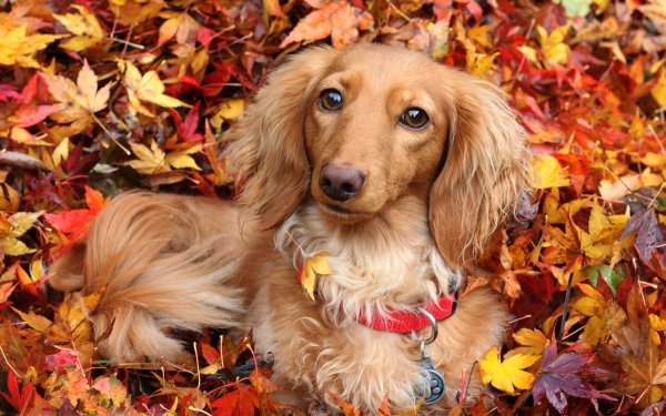 Animal Dachshund Dogs Dog Leaf Fall HD Wallpaper | Background Image